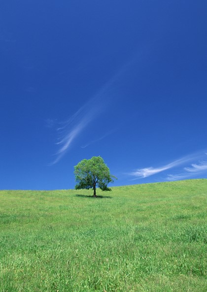 大地に根を張る一本の木の写真