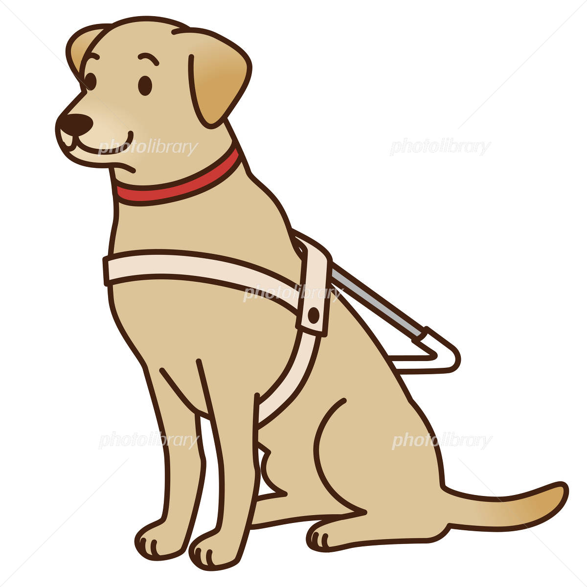 正面を向いて座る茶色の盲導犬の写真